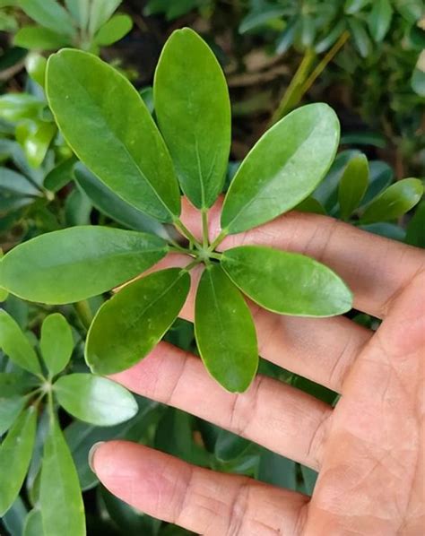 鴨腳木 風水|【鴨腳木 風水】揭秘鴨腳木風水奧秘！擺放三禁忌，花語寓意家。